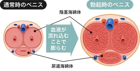 通常時と勃起時のペニス断面イメージ