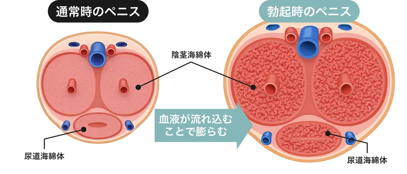 EDボツリヌス注射のメカニズム