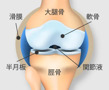 正常なひざ関節の断面図：軟骨が十分にある状態