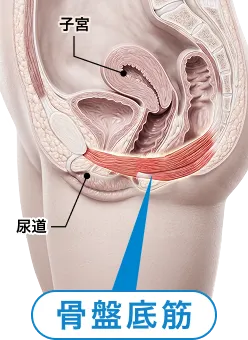 骨盤底筋の位置を示す図