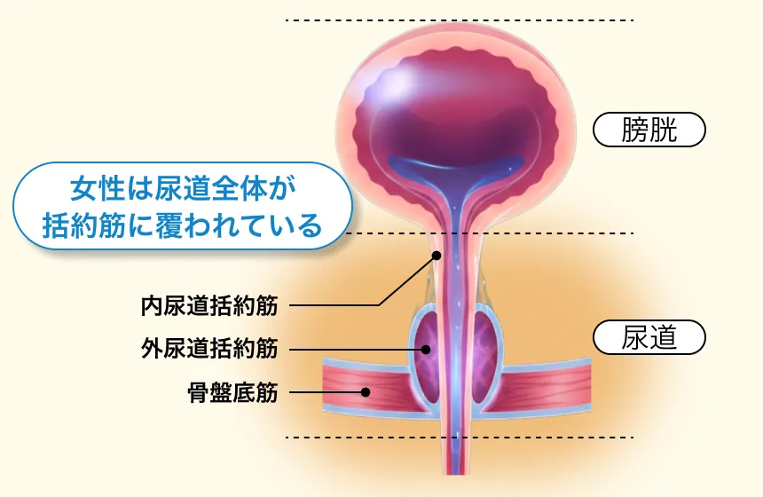 尿もれが筋トレだけでは改善しきれない理由の図解